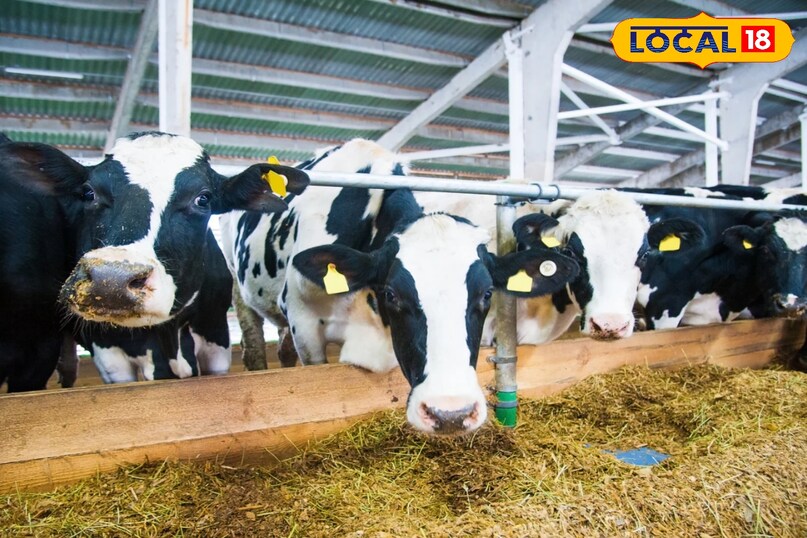 सरसों के तेल से हल्की मालिश करने पर रक्त संचार बेहतर होता है।