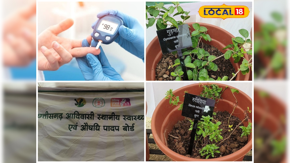 डायबिटीज पर देसी वार, गुड़मार–स्टीविया से शुगर कंट्रोल का आदिवासी फॉर्मूला