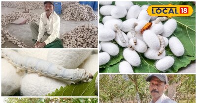 रेशम उत्पादन