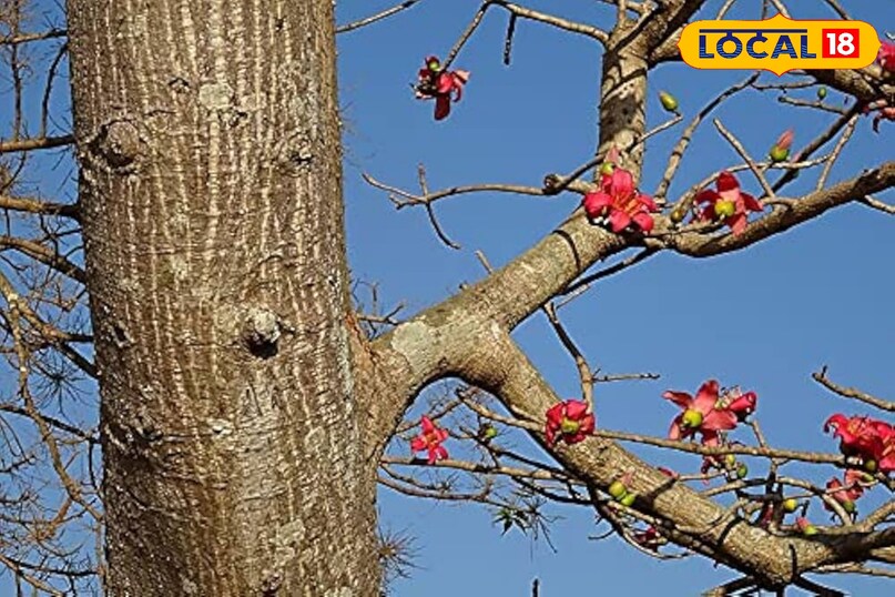 शामलक्षी का पेड़ 