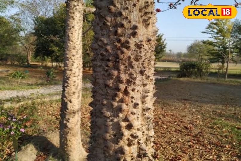 शामलक्षी का पेड़ 