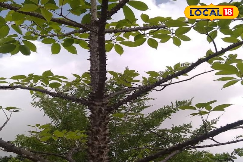 शामलक्षी का पेड़ 