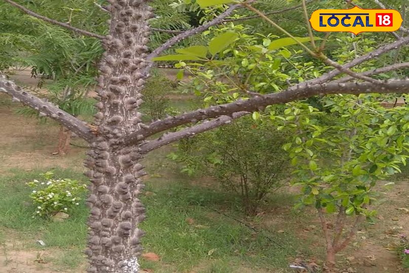 शाल्मली का पेड़ 