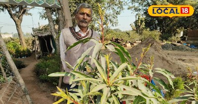 Menace of Termites in Mango Orchards, Effective Measures, Better Production at L