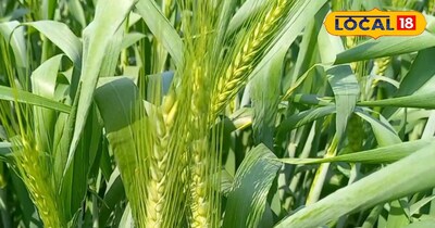बाली निकलने से पहले इन चीजों का छिड़काव बढ़ा देगा आपके गेंहू का उत्पादन