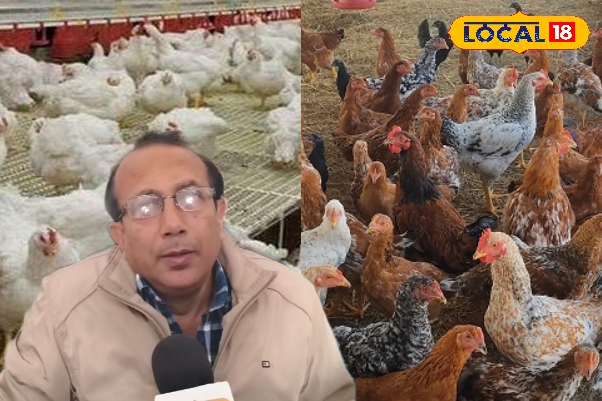 ठंड में पोल्ट्री फार्म में बीमारियों का खतरा, जानें कैसे रखें चूजों और मुर्गियों को सुरक्षित