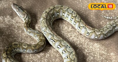 A 20-foot python was spotted under the Birsanagar culvert, causing a stir as the