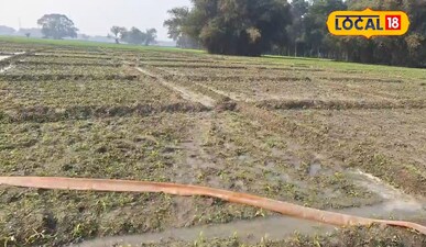 05 एकड़ जमीन पर मक्का की खेती-बाड़ी से सीज़न में करते हैं 4 लाख रुपए तक की कमाई