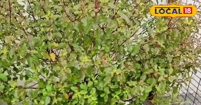 तुलसी का पौधा 