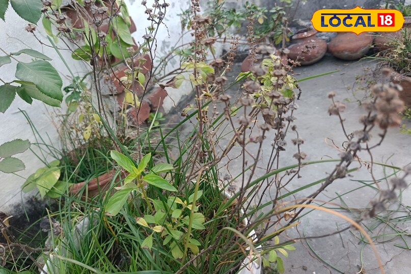 जनवरी में तुलसी के पौधे की देखभाल कैसे करें, तुलसी के पौधे को हरा भरा रखने के लिए क्या उपाय करें, तुलसी के पौधे को कोहरे से कैसे बचाएं, तुलसी के पौधे को पहले से कैसे बचाएं, लोकल 18, How to take care of Tulsi plant in January, what measures should be taken to keep Tulsi plant green, how to protect Tulsi plant from fog, how to protect Tulsi plant in advance, Local 18