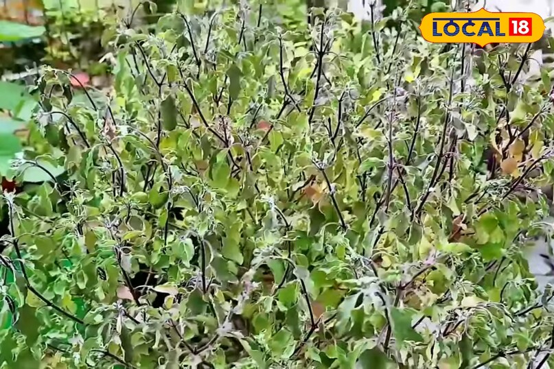 जनवरी में तुलसी के पौधे की देखभाल कैसे करें, तुलसी के पौधे को हरा भरा रखने के लिए क्या उपाय करें, तुलसी के पौधे को कोहरे से कैसे बचाएं, तुलसी के पौधे को पहले से कैसे बचाएं, लोकल 18, How to take care of Tulsi plant in January, what measures should be taken to keep Tulsi plant green, how to protect Tulsi plant from fog, how to protect Tulsi plant in advance, Local 18