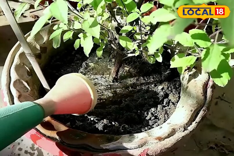 जनवरी में तुलसी के पौधे की देखभाल कैसे करें, तुलसी के पौधे को हरा भरा रखने के लिए क्या उपाय करें, तुलसी के पौधे को कोहरे से कैसे बचाएं, तुलसी के पौधे को पहले से कैसे बचाएं, लोकल 18, How to take care of Tulsi plant in January, what measures should be taken to keep Tulsi plant green, how to protect Tulsi plant from fog, how to protect Tulsi plant in advance, Local 18