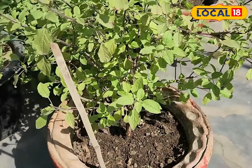 जनवरी में तुलसी के पौधे की देखभाल कैसे करें, तुलसी के पौधे को हरा भरा रखने के लिए क्या उपाय करें, तुलसी के पौधे को कोहरे से कैसे बचाएं, तुलसी के पौधे को पहले से कैसे बचाएं, लोकल 18, How to take care of Tulsi plant in January, what measures should be taken to keep Tulsi plant green, how to protect Tulsi plant from fog, how to protect Tulsi plant in advance, Local 18
