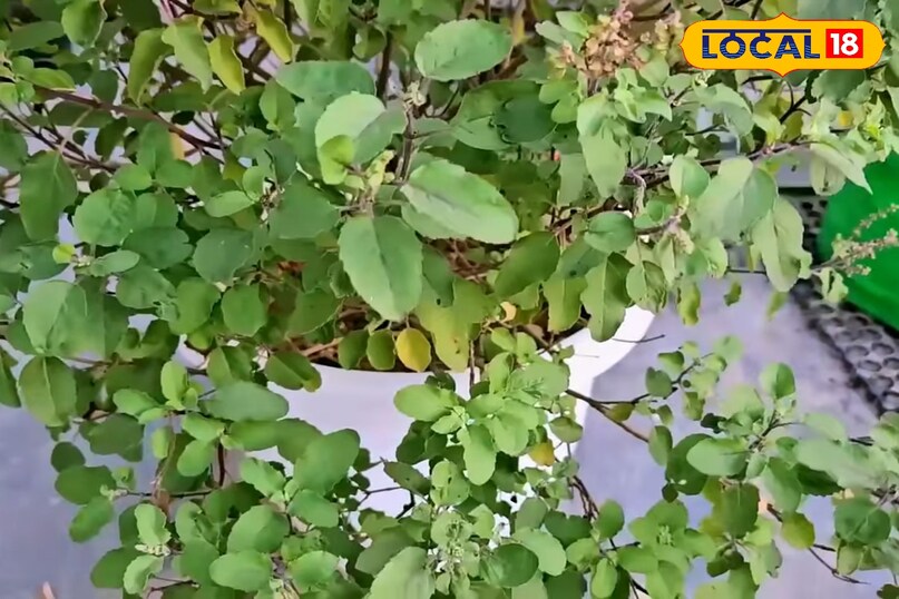 जनवरी में तुलसी के पौधे की देखभाल कैसे करें, तुलसी के पौधे को हरा भरा रखने के लिए क्या उपाय करें, तुलसी के पौधे को कोहरे से कैसे बचाएं, तुलसी के पौधे को पहले से कैसे बचाएं, लोकल 18, How to take care of Tulsi plant in January, what measures should be taken to keep Tulsi plant green, how to protect Tulsi plant from fog, how to protect Tulsi plant in advance, Local 18