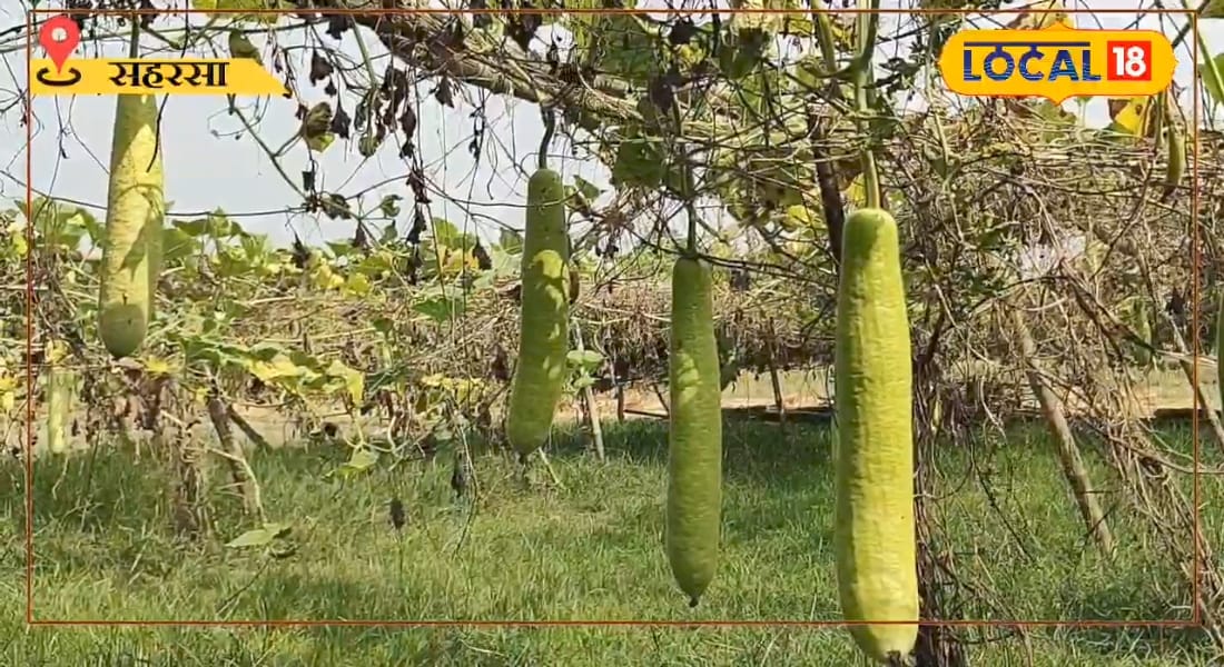 गरमा सीजन में सब्जी की खेती से बढ़ेगी कमाई किसानों को मिलेगी 75% सब्सिडी