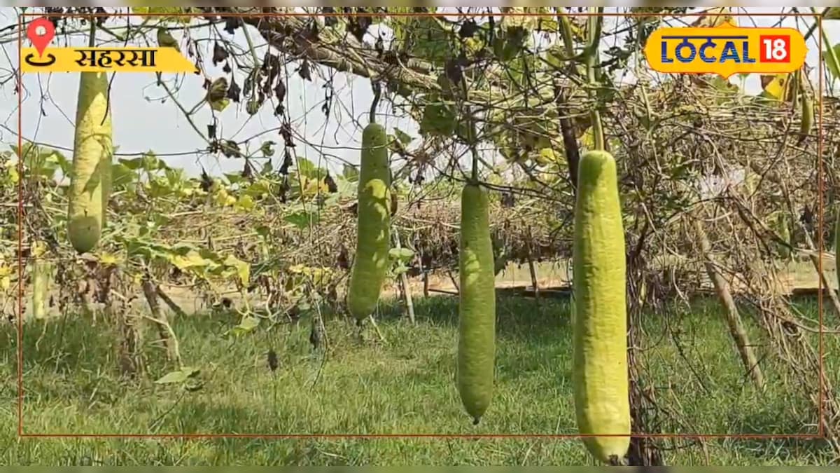 गरमा सीजन में सब्जी की खेती से बढ़ेगी कमाई, किसानों को मिलेगी 75% सब्सिडी