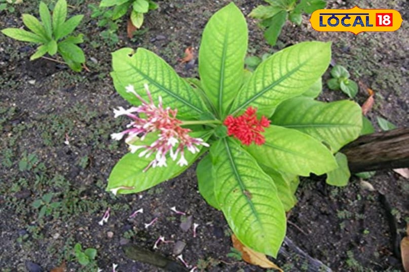 सर्पगंधा 