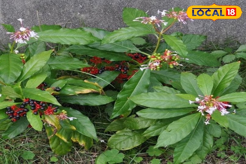 सर्पगंधा