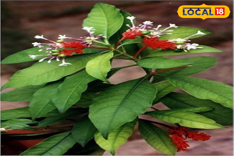 सर्पगंधा 