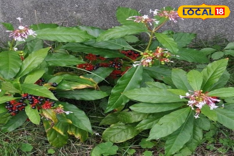 सर्पगंधा 