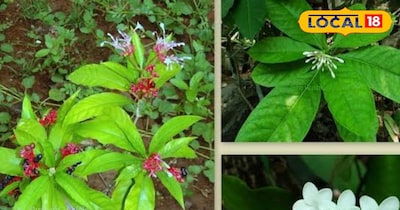 सर्पगंधा 