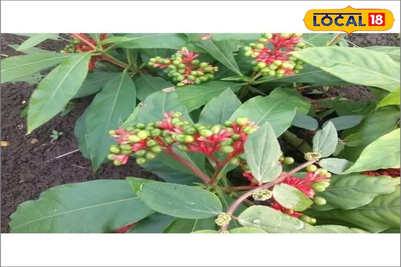 सर्पगंधा