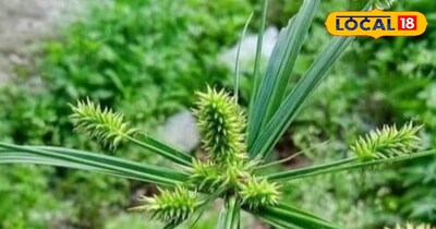 नागरमोथा पौधा।