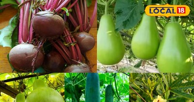 Earn ,momentum, prepare nursery , these, vegetables,