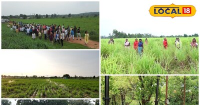 लेमनग्रास की खेती