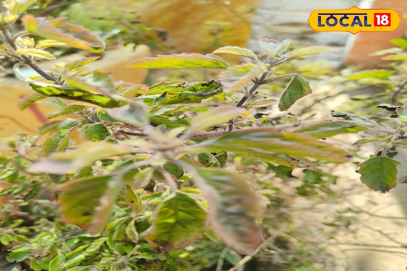 लोकल18, न्यूज18हिंदी, मध्य प्रदेश न्यूज, शिवपुरी न्यूज