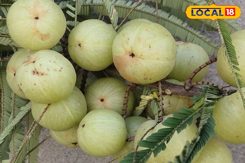 आंवला आंवला