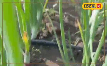 प्याज की यह खास वैरायटी