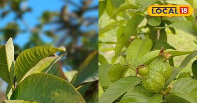 अमरूद के पत्ते 