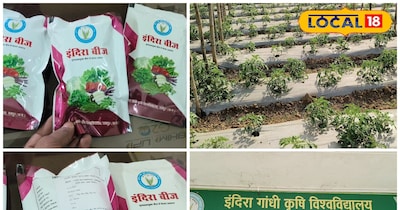 प्रमाणित बीज, कृषि विज्ञान केंद्र रायपुर