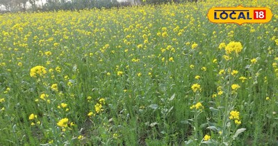 सरसों को सफेद रतुआ और चेपा कीट से बचाना बहुत जरूरी है.