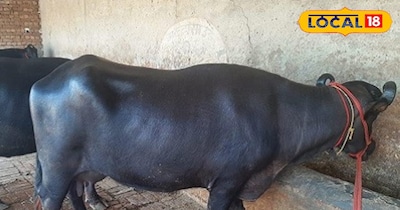 मुर्रा और भदावरी