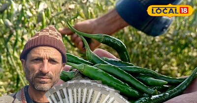 जुलाई में बोई, जनवरी में भी तुड़ाई जारी, एक हार्वेस्टिंग में 45 क्विंटल पैदावार,