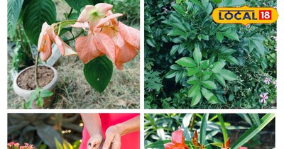 घर पर बनाएं देसी खाद 