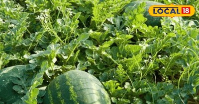 अगर आप इस तरीके से तरबूज लगाएं तो खूब मिलेगा मुनाफा 