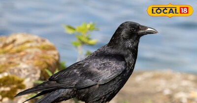 पहाड़ों से गायब हो रहे हैं कौए 