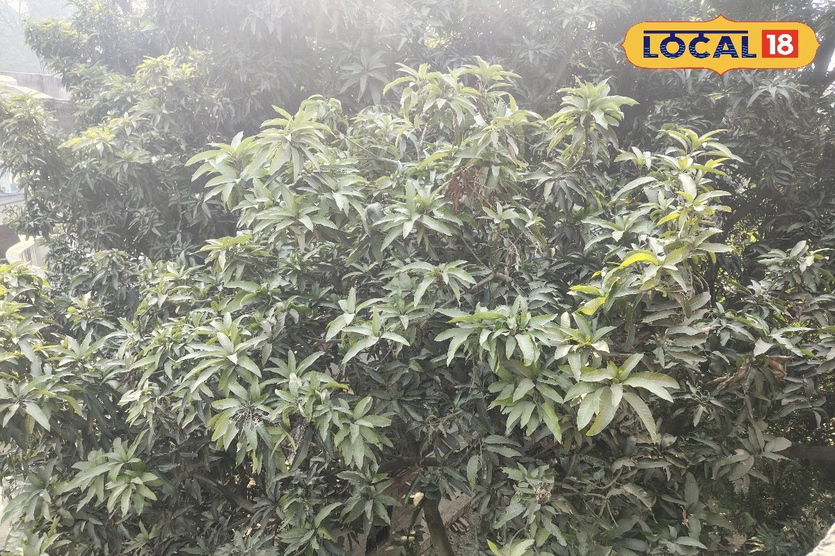 आम के मंजर को मिली बग से कैसे बचाएं कृषि वैज्ञानिक ने बताया तरीका