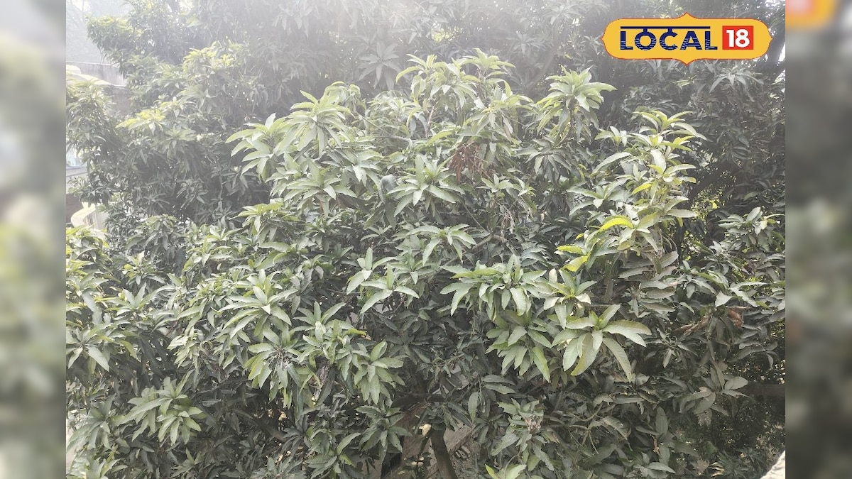 आम के मंजर को मिली बग से कैसे बचाएं, कृषि वैज्ञानिक ने बताया तरीका