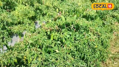 फसल बचाने का देसी तरीका, नीम-लहसुन से तैयार जैविक दवा