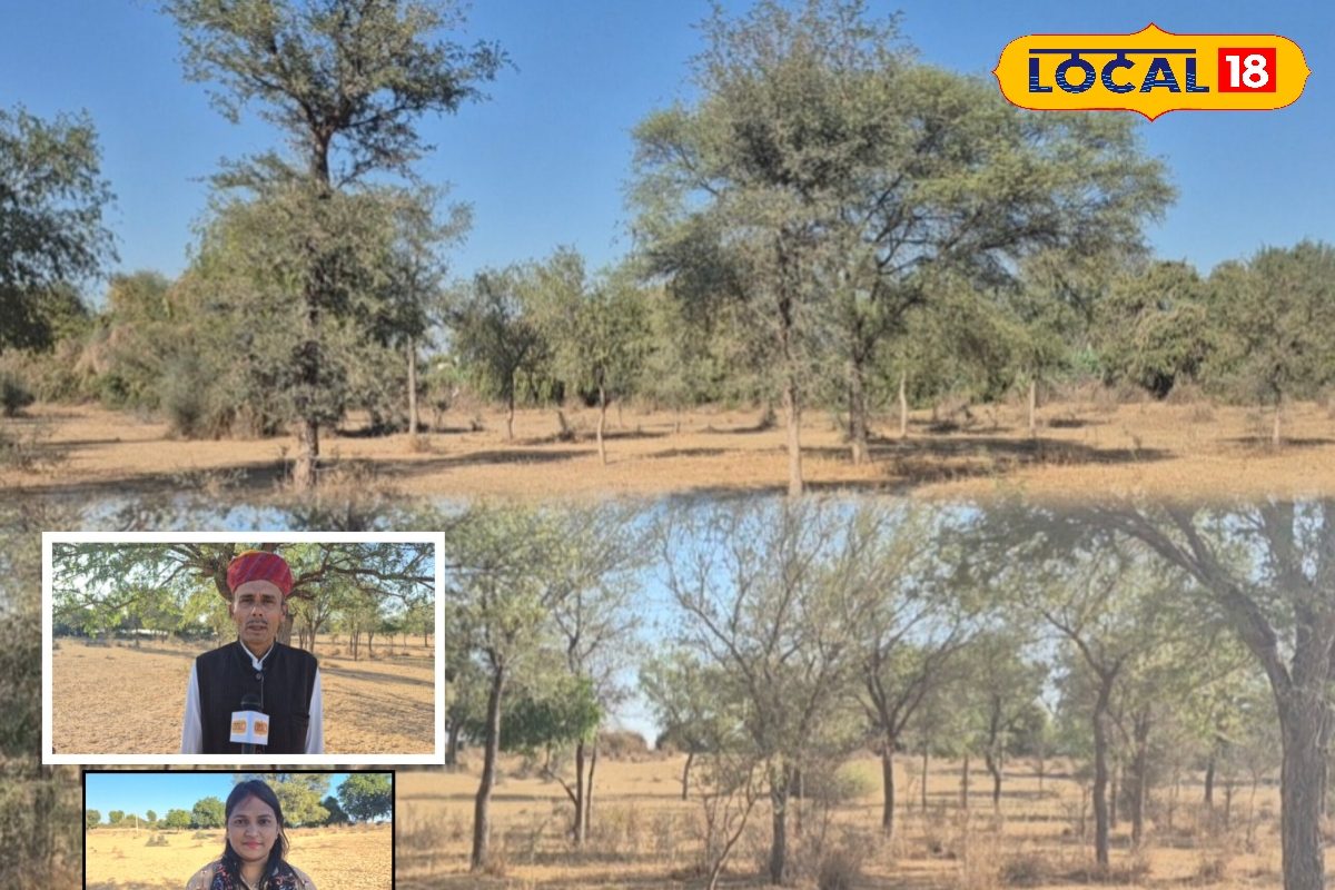 जहाँ सोलर प्लांट्स ने खेतों से छांव छीनी वहीं किसान ने 5000 खेजड़ी लगा थार को लौटाई जिंदगी