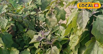 किचन गार्डन 