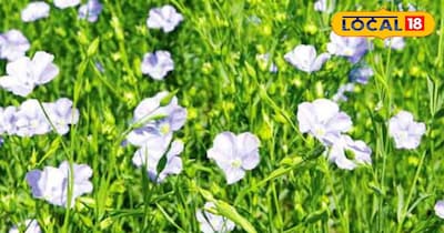 अलसी की खेती