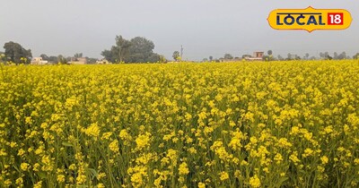 सरसों की खेती 