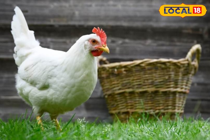 लेगॉर्न नस्ल की मुर्गियां 