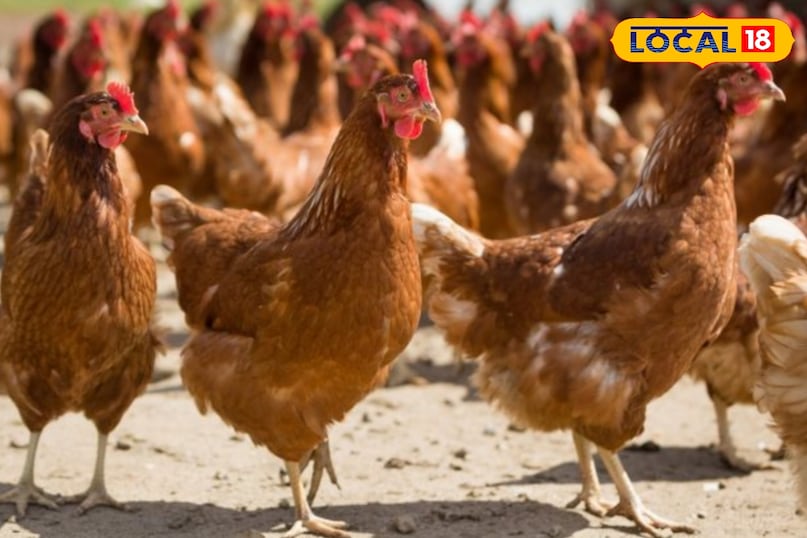 लोहमैन ब्राउन