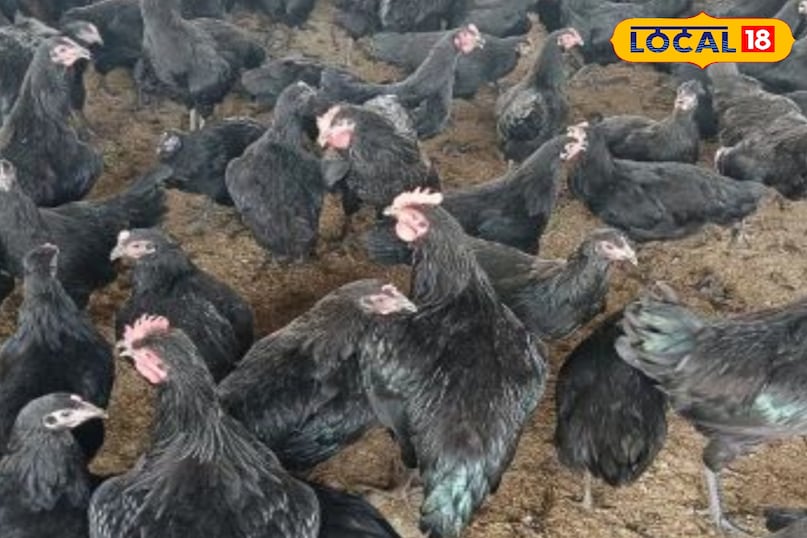 ऑस्ट्रेलोर्प नस्ल की मुर्गियां 